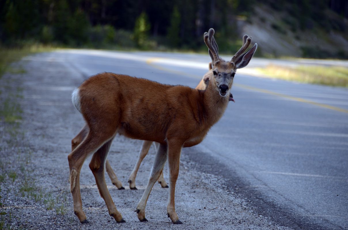 17 Elk On The Road From Lake Louise Village To Lake Louise